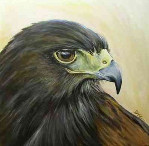 Harris Hawk Painting